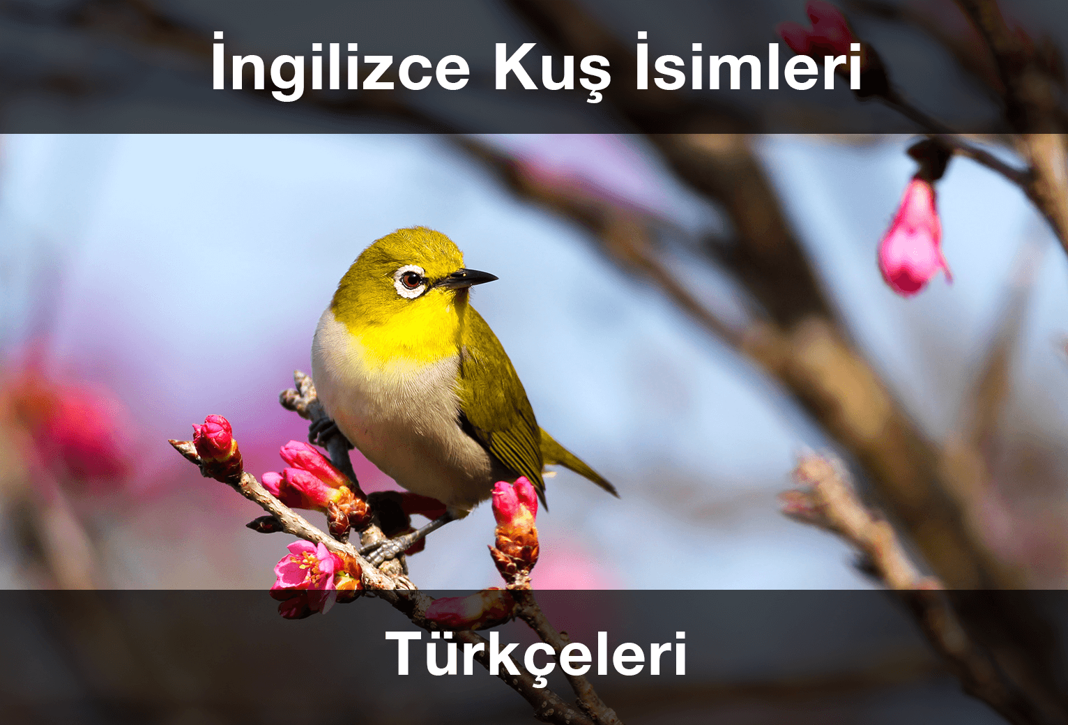  ngilizce Ku simleri Ve T rk eleri 2024 G ncel EnglishCentral Blog